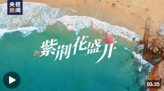 《紫荆花盛开》MV上线！一起祝福香港如紫荆花般绽放