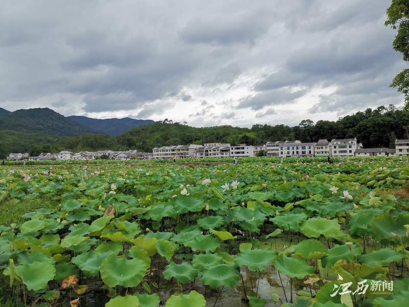 苏区振兴十周年｜江西广昌：红土地上壮大起“绿色”经济