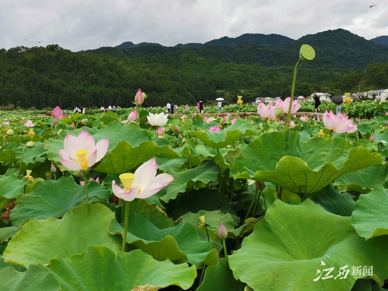 苏区振兴十周年｜江西广昌：红土地上壮大起“绿色”经济