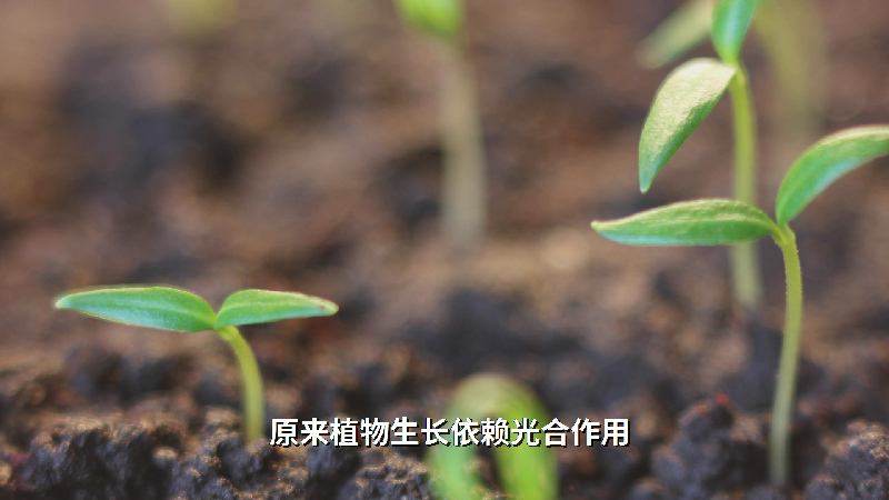 【晒晒咱的国之重器㉛】给秧苗“吃小灶”：植物工厂水稻育种加速器