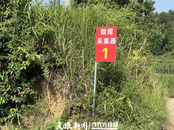 【在希望的田野上】遵义辣椒手机种，周黑鸭海底捞都在用