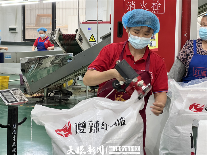 【在希望的田野上】遵义辣椒手机种，周黑鸭海底捞都在用