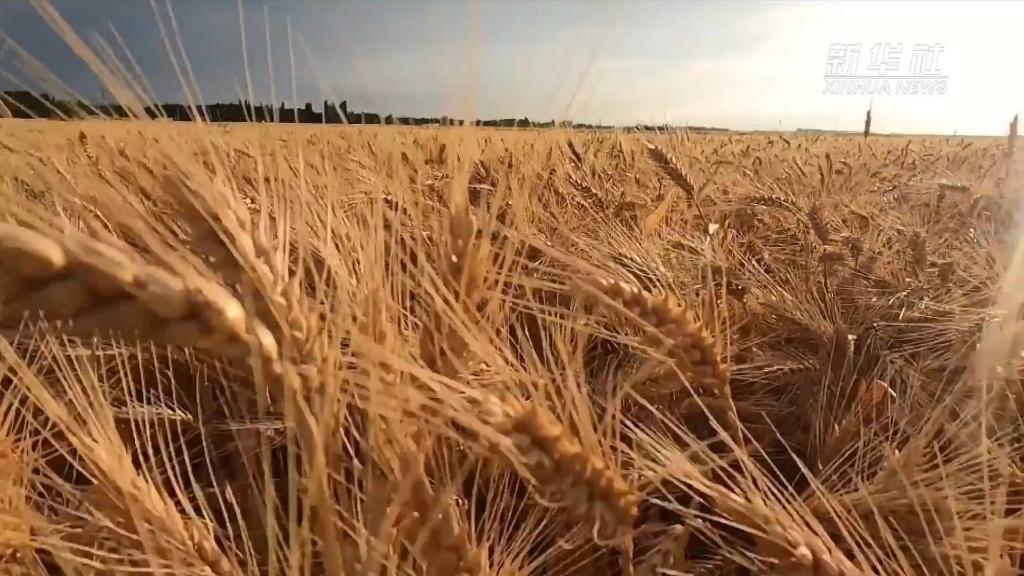 夏粮收获丨新疆小麦生产全程机械化率达98.78%