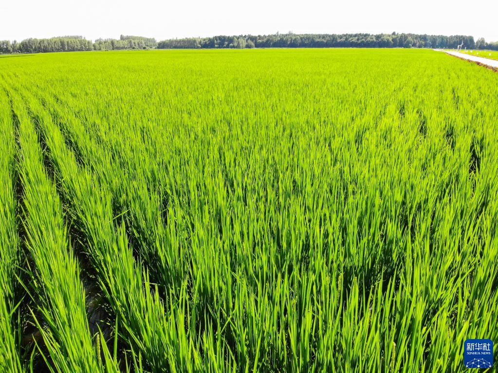 黑龙江：水稻迎风展绿