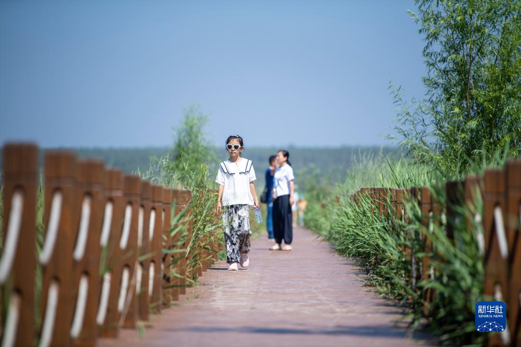 桑干河湿地风光美