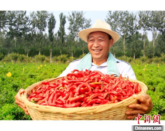 种植面积8万亩 “中国辣椒之乡”河北鸡泽辣椒迎来采摘季