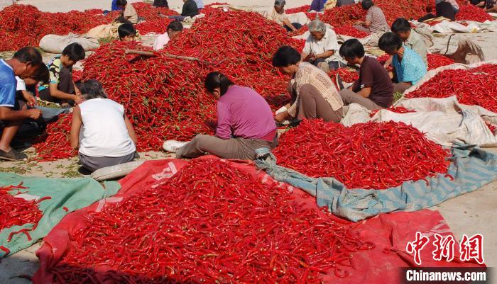 种植面积8万亩 “中国辣椒之乡”河北鸡泽辣椒迎来采摘季