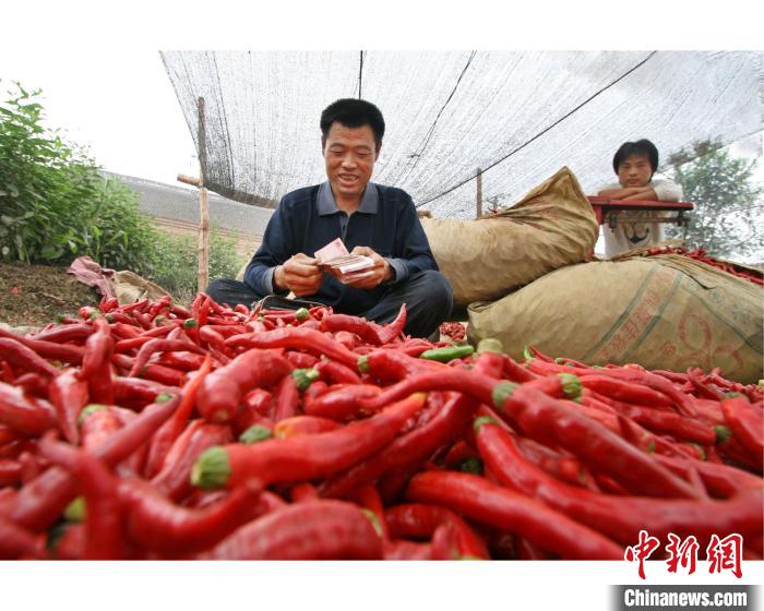 种植面积8万亩 “中国辣椒之乡”河北鸡泽辣椒迎来采摘季