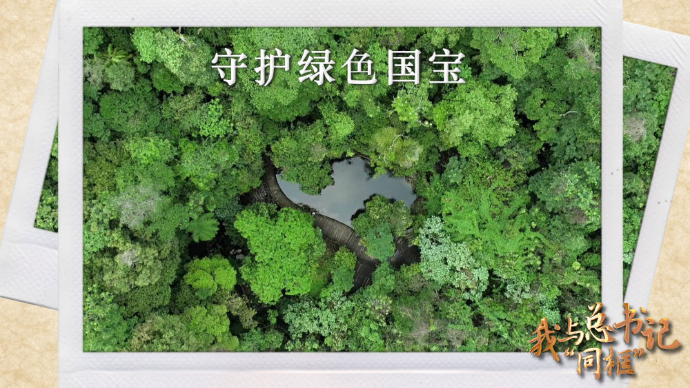 我与总书记“同框”｜守护绿色国宝