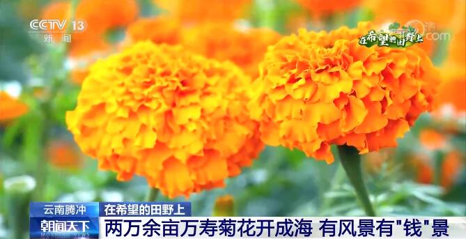 在希望的田野上 | 云南腾冲：两万余亩万寿菊花开成海 有风景有“钱”景