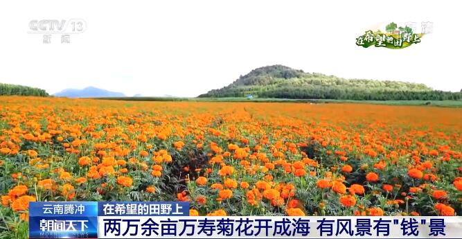在希望的田野上 | 云南腾冲：两万余亩万寿菊花开成海 有风景有“钱”景