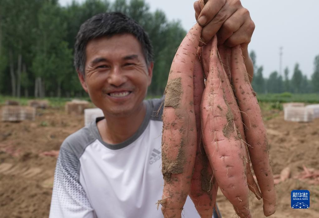 河北卢龙：鲜食红薯收获忙