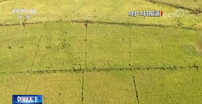 在希望的田野上 | “五良”融合宜机化改造 四川资中水稻亩产增加至630公斤