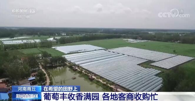 在希望的田野上 | 葡萄丰收香满园 各地客商收购忙