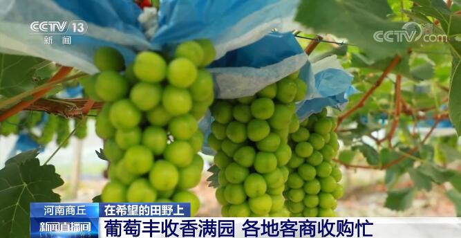 在希望的田野上 | 葡萄丰收香满园 各地客商收购忙