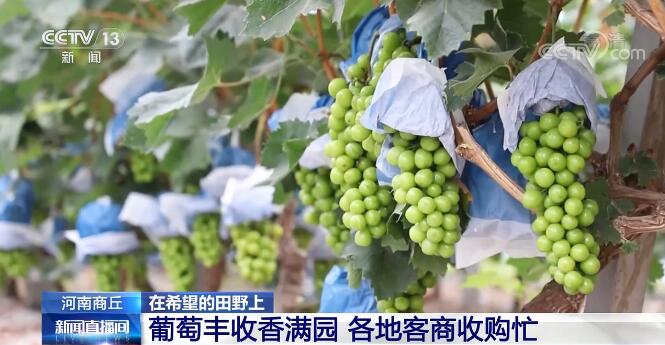 在希望的田野上 | 葡萄丰收香满园 各地客商收购忙