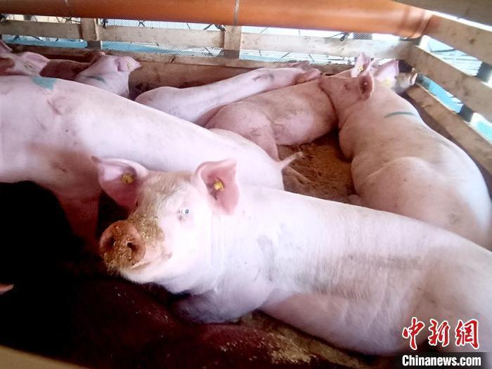上半年猪肉价格“先抑后扬” 养猪又能开始赚大钱？