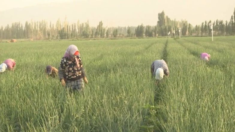新疆焉耆：“农”墨重彩，描绘五彩乡村振兴画卷