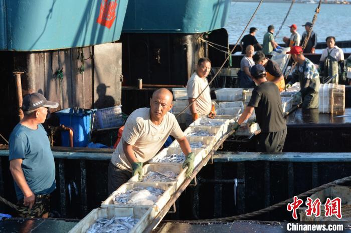 码头工人通过传送带运送带鱼上岸。　王海滨 摄