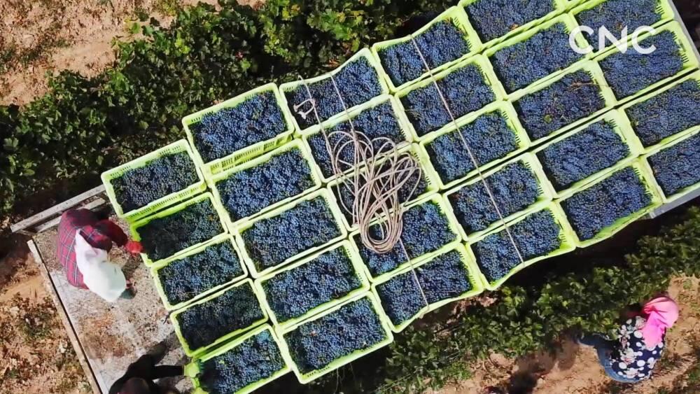 “一带一路”全球行｜“醉”美宁夏