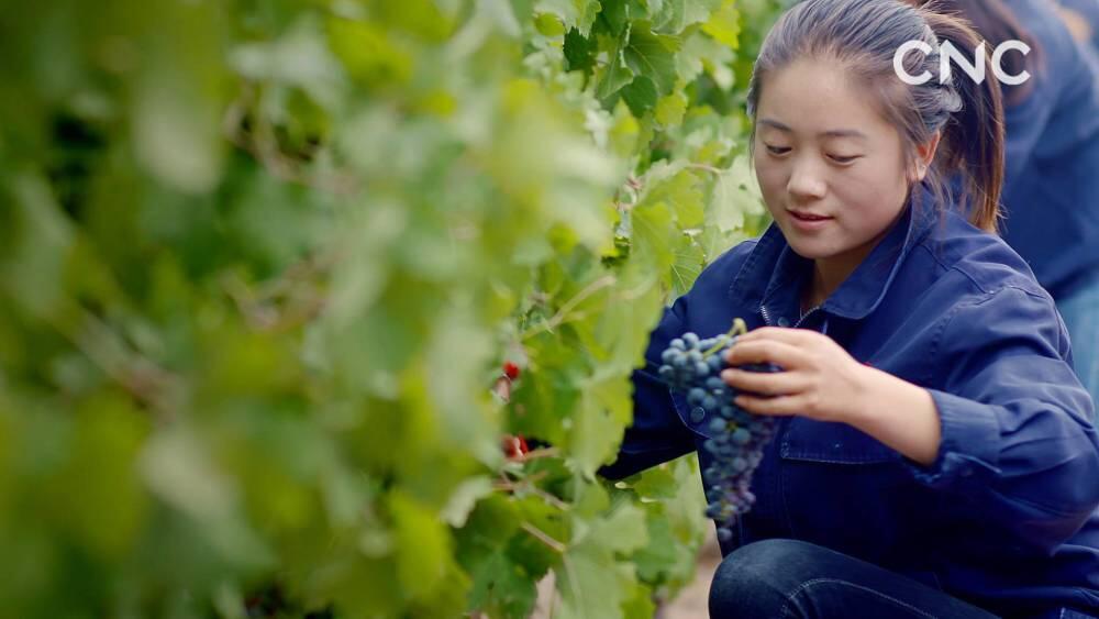 “一带一路”全球行｜“醉”美宁夏