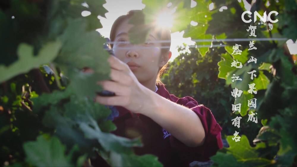 “一带一路”全球行｜“醉”美宁夏