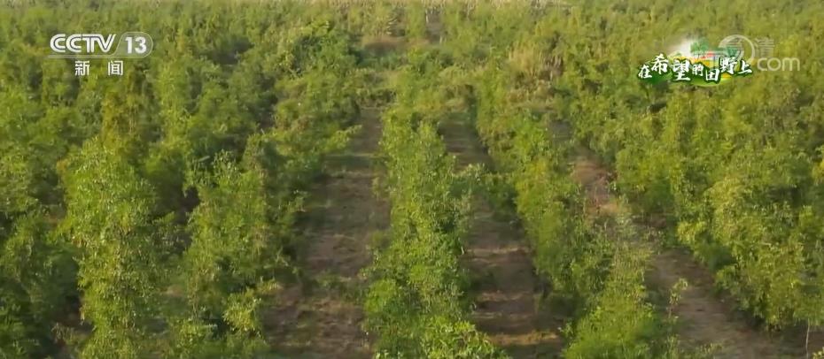在希望的田野上 | 秋风送爽时 酸枣喜丰收