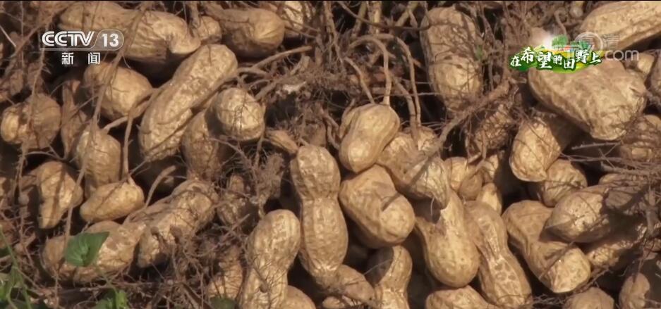 在希望的田野上 | 花生喜获丰收 机械化收割促增收