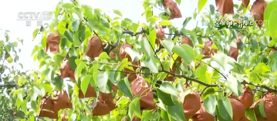 在希望的田野上 | 万亩梨果挂满枝 特色种植带动农民致富