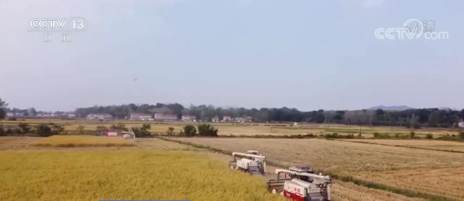 在希望的田野上 | 南方主产区水稻迎丰收 农机助力收割忙