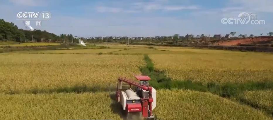 在希望的田野上 | 南方主产区水稻迎丰收 农机助力收割忙