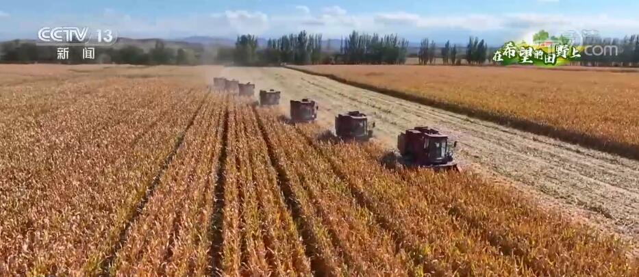 在希望的田野上 | 新疆玛纳斯6.4万亩制种玉米全面丰收