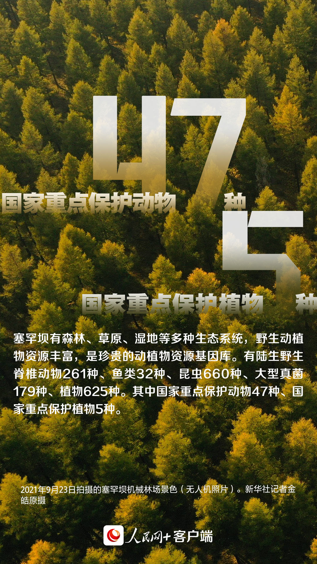 这背景特真！数读塞罕坝机械林场“绿色奇迹”