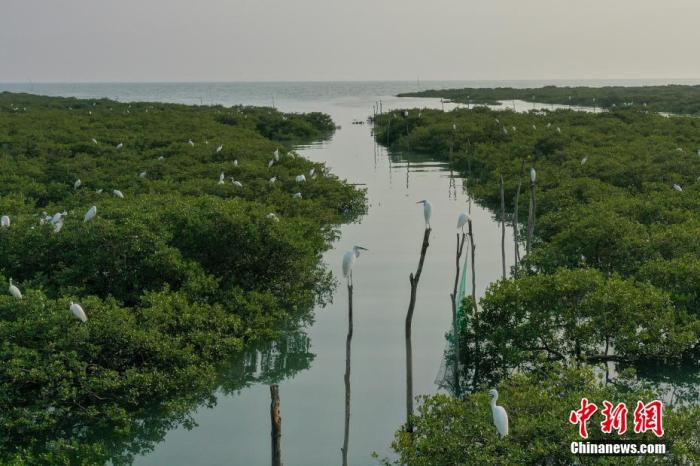 【美丽中国·网络媒体生态行】“海上森林”白鹭飞 北海红树林讲述生态故事