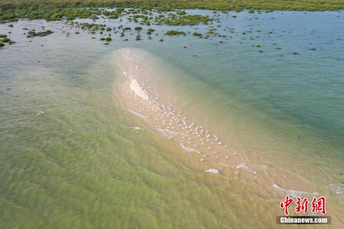 【美丽中国·网络媒体生态行】“海上森林”白鹭飞 北海红树林讲述生态故事