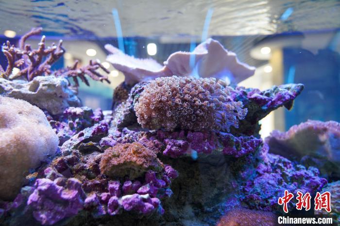 【美丽中国·网络媒体生态行】落实珊瑚礁保护 涠洲岛旅游生态两不误