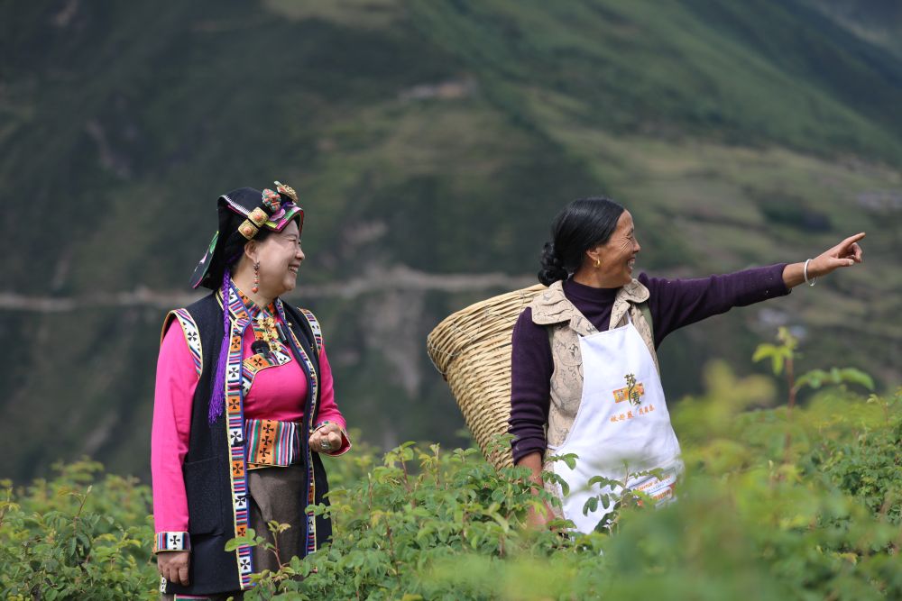 二十大代表风采 | 陈望慧：“种下”玫瑰产业带富千万家