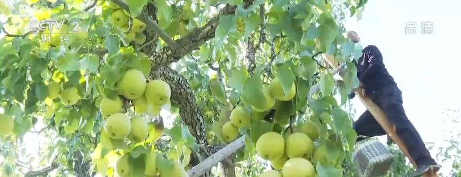 甘肃兰州万亩古梨园进入收获期