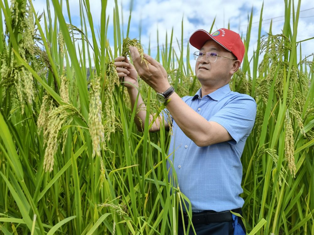 黑稻、多年生稻、巨型稻……奇妙水稻知多少？