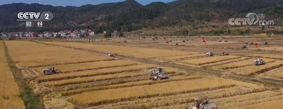 “稻油轮作”补短板 科技助力农户增收