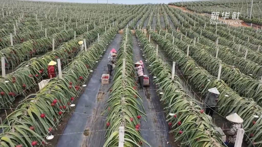 广西：瓜果飘香水稻黄 产业铺就致富路