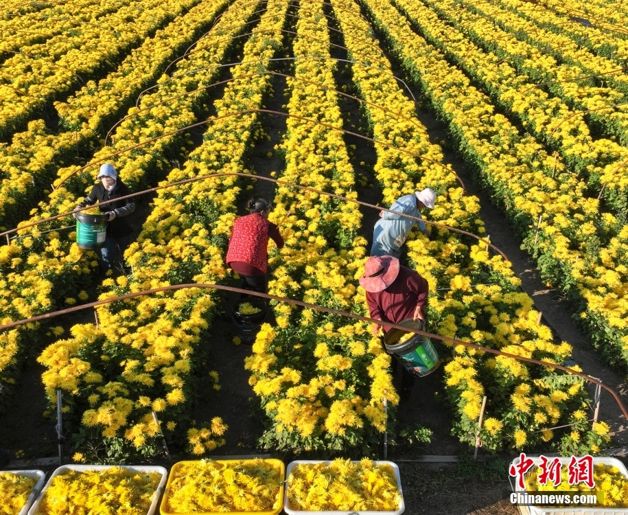 金秋收获好时节 打卡田园如画“丰”景