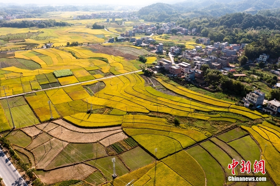 金秋收获好时节 打卡田园如画“丰”景