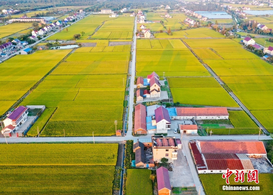 金秋收获好时节 打卡田园如画“丰”景