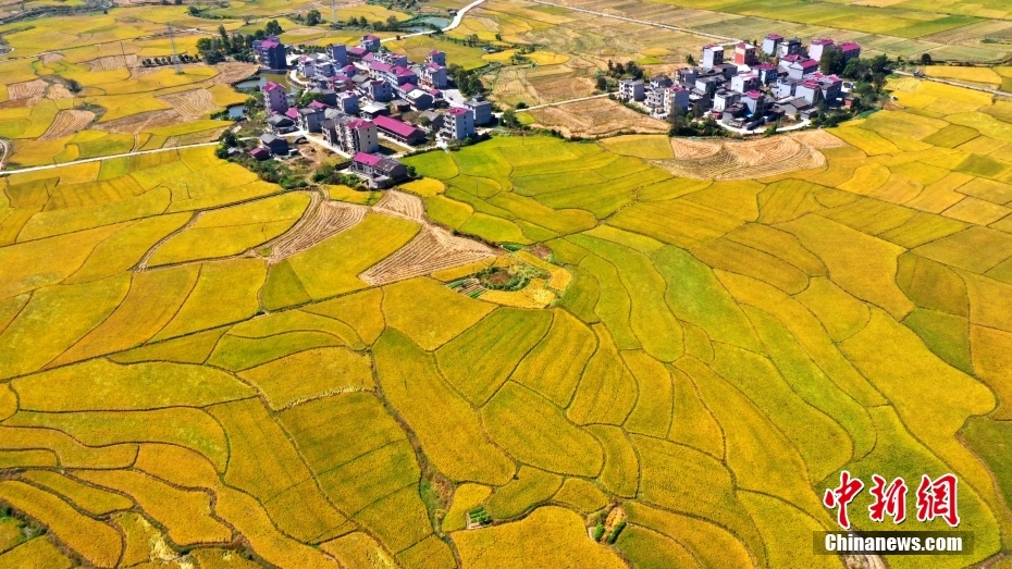 金秋收获好时节 打卡田园如画“丰”景