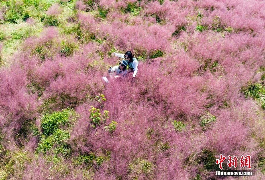 南京市民沐浴秋日阳光 徜徉“粉色花海”
