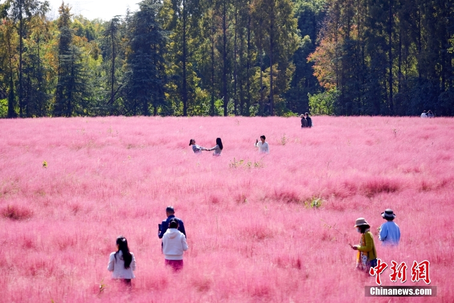 南京市民沐浴秋日阳光 徜徉“粉色花海”