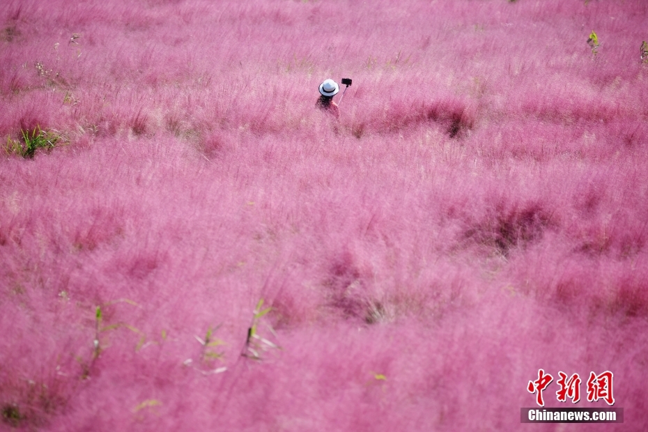 南京市民沐浴秋日阳光 徜徉“粉色花海”