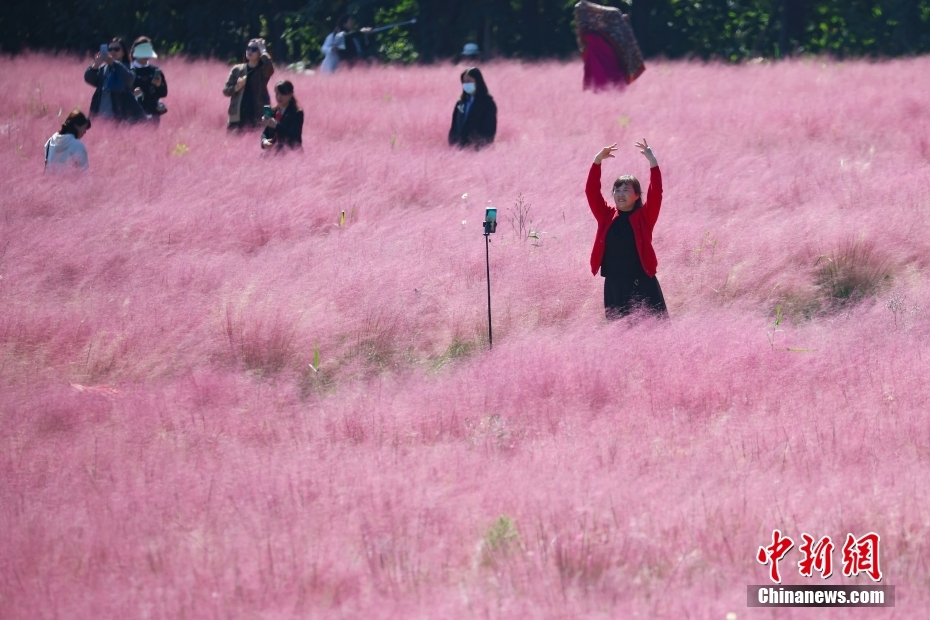 南京市民沐浴秋日阳光 徜徉“粉色花海”