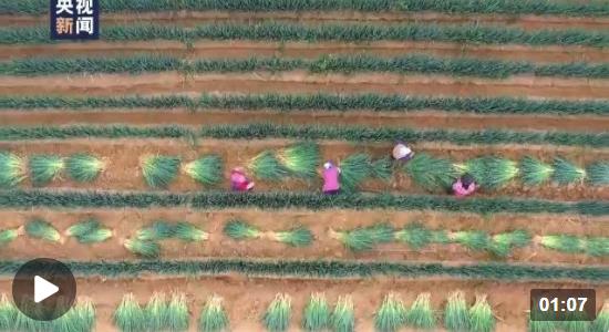 在希望的田野上丨甘肃榆中大葱丰收 特色产业让农户增收